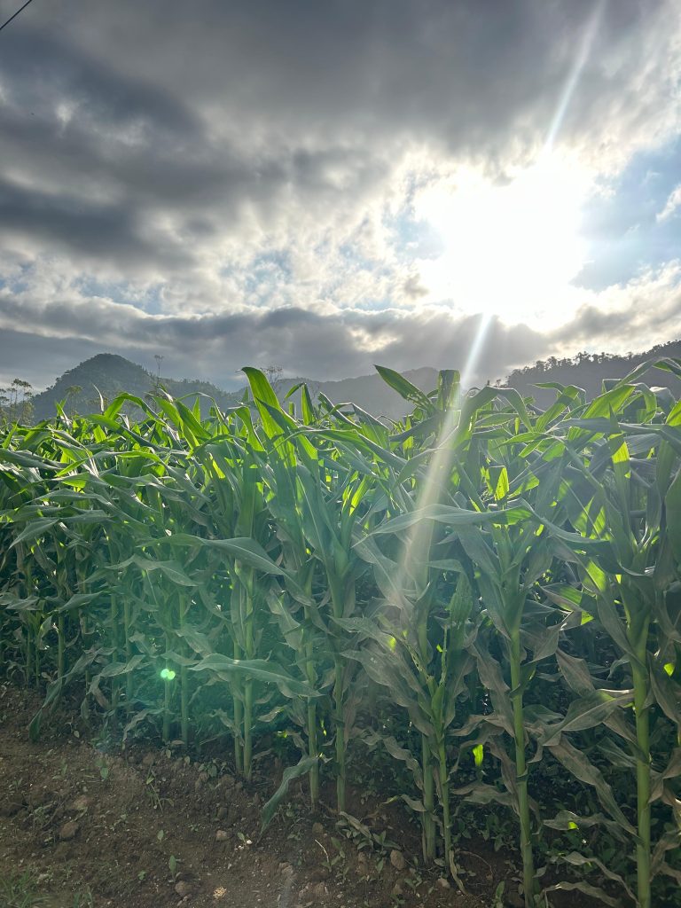 Plantação de milho no Vale Tombado em Jaraguá do Sul com luz do sol entre nuvens