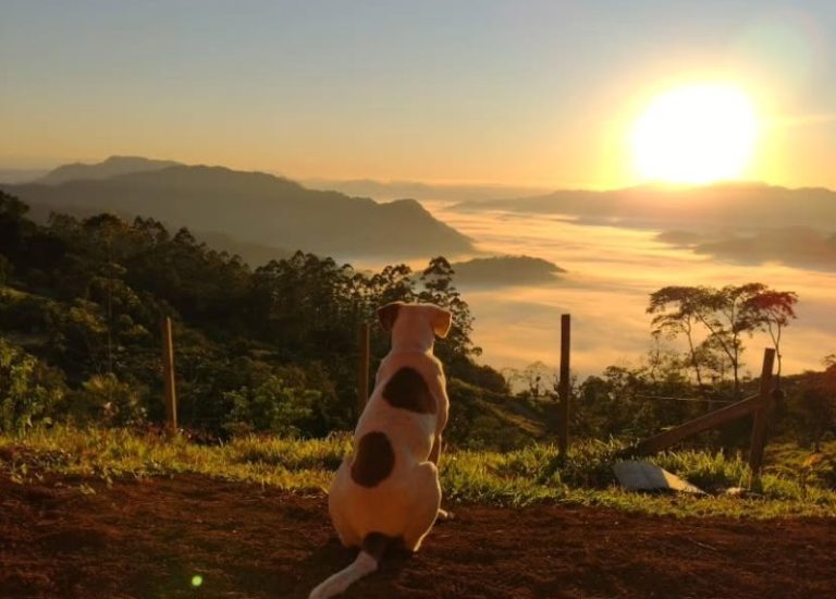 Cachorro observa nascer do sol nas montanhas do Rio da Luz, em Jaraguá do Sul