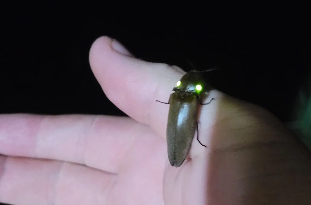 Vagalume com luzes verdes brilhantes pousado em mão humana durante passeio noturno no Rio da Luz